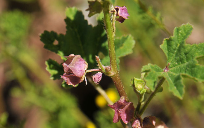 Malva parviflora, Cheeseweed Mallow